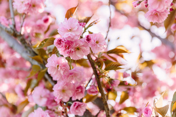 Cherry blossoming trees in sunny park. Sakura Cherry blossom flowers alley. Wonderful scenic park with flowerind cherry sakura trees. Beautiful sakura flowers closeup.