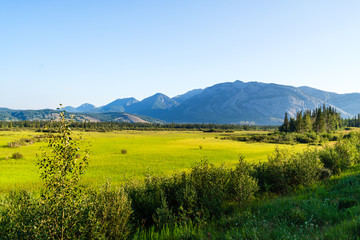 nature scenaries along the river Athabaska, Jasper National Park, Alberta, Canada