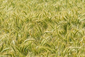 Background of cereal field, close up of cereal field. Tritikale cereal field in summer. Wheat and Rye field in Latvia