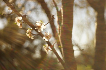 Almond tree with big beautiful white flowers.