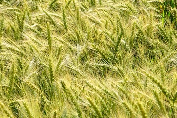 Background of cereal field, close up of cereal field. Tritikale cereal field in summer. Wheat and Rye field in Latvia