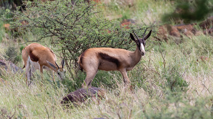 One unusually dark coloured springbok in Mokala National Park, South Africa