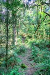 Obraz premium Forest in South Africa with sun shine