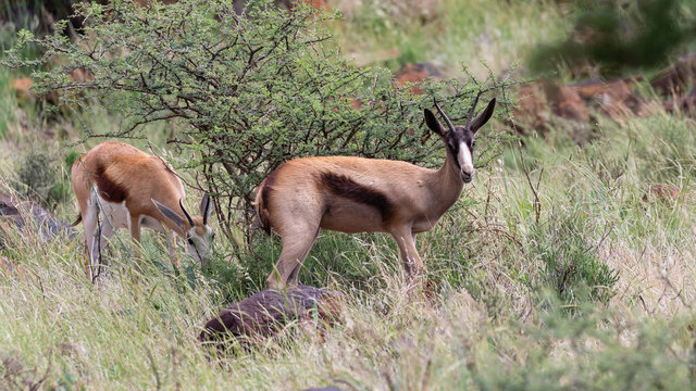 One unusually dark coloured springbok in Mokala National Park, South Africa