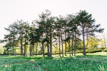 Fresh green forest at spring daylight, trees (pine), green leafs, sky, grass. Relaxing nature, sunshine, ecology. Park.