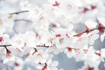 Apricot blossoms on an apricot tree