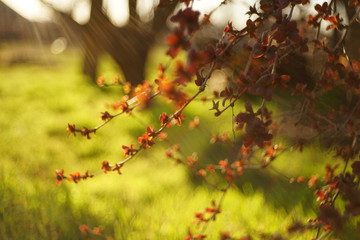 Barberry shrub with small red leaves grows in a spring sunny garden.