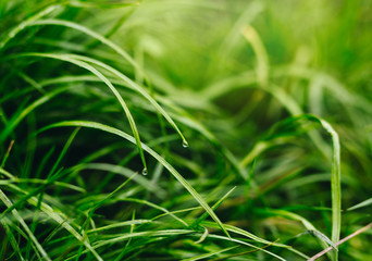 Fresh thick grass with water drops in the early morning.