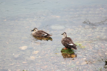 カワイイ2匹のカモ