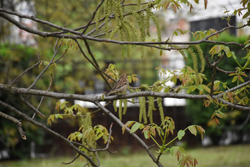 A sparrow stands on a branch of a walnut