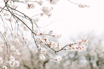 Apricot tree branch with flowers, beautiful seasonal floral nature background. Early spring blossom. Freshness and tenderness concept. April day beauty.