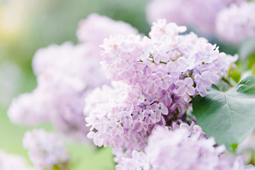 Blossom lillac in the garden, freshness and spring concept. Lilac blooms at spring time. Selected focus. Blur background. A beautiful bunch of flowers closeup. Petal, Floral concept. Garden.
