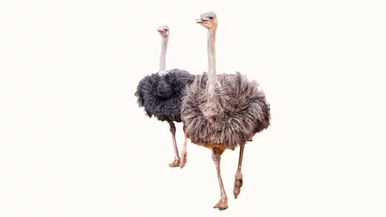 Tuinposter Clipping path of ostrich © khamkula