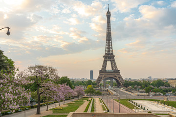 Paris, France - 04 25 2020: View of the Eiffel Tower from the Trocadero garden with flowering trees during the coronavirus period