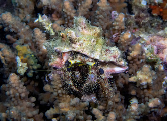 Obraz na płótnie Canvas A Hermit Crab (Dardanus sp.)