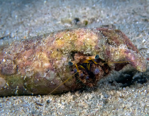 A Hermit Crab (Dardanus sp.)