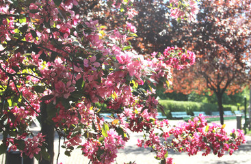 Beautiful flowers of sakura in bloom