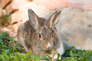 rabbit in the grass