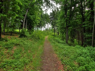 path in the forest