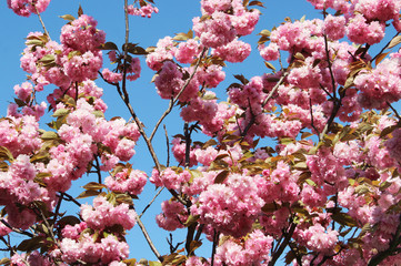 Beautiful flowers of sakura in bloom