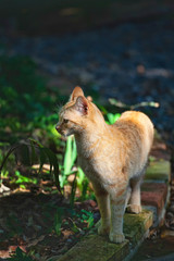 A cat enjoying its surroundings