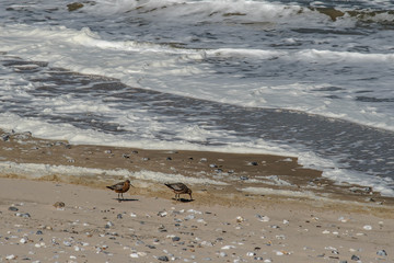 couple of red sandpipers on the beach