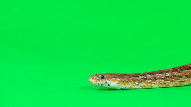 Coronella brown snake crawling on green screen at studio. Close up. Slow motion