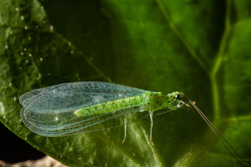 Chrysoperla carnea