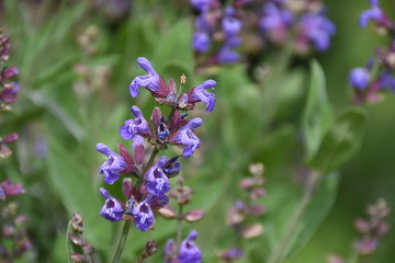 blue flowers in the garden