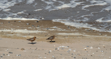 Fototapeta na wymiar couple of red sandpipers on the beach