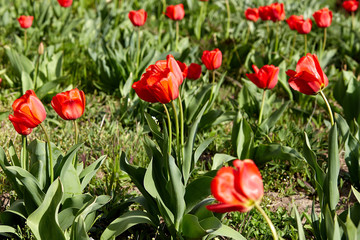 line of red tulips with green grass in background