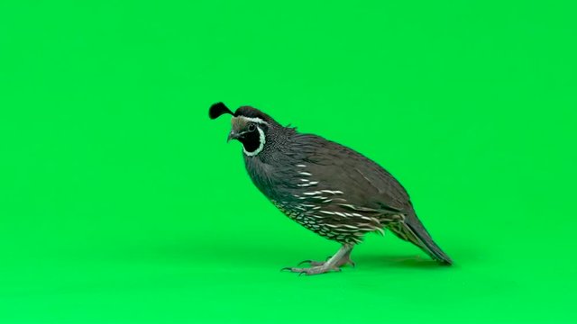 California quail on a green screen. Slow motion