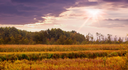 Fototapeta premium Summer landscape: sunset over meadow and forest, thick grass in meadow