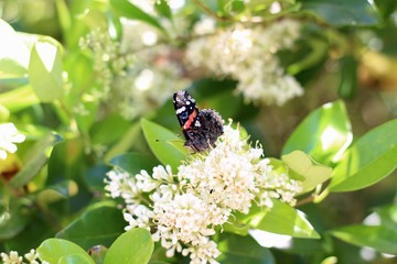 Red Admiral Butterfly (Vanessa atalanta) with closed wings on a Ligustrum bloom during Springtime in Texas