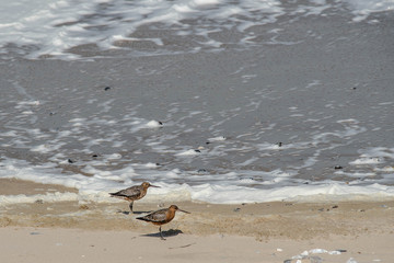 Fototapeta premium couple of red sandpipers on the beach