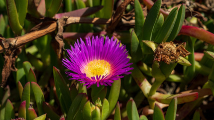 Nahaufnahme einer leuchtenden pinkfarbenen Blüte