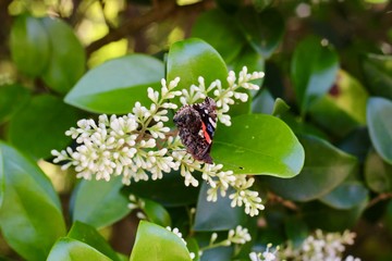Red Admiral Butterfly (Vanessa atalanta) with closed wings on a Ligustrum bloom during Springtime in Texas