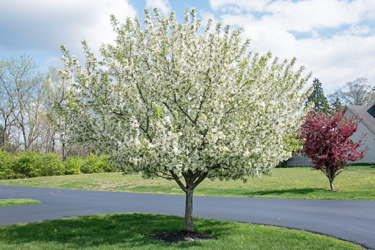 White Crabapple Tree in Full Bloom in Springtime
