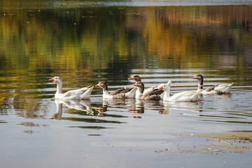 Geese float on the river, in which the trees reflect