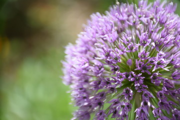 Close up of a purple flower