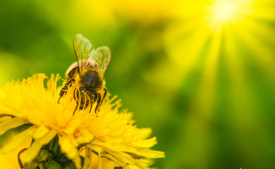 Honey bee covered with yellow pollen collecting nectar from dandelion flower. Important for environment ecology sustainability.