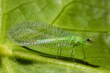 Chrysoperla carnea