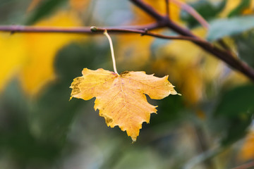 Yellow maple leaf on tree branch, autumn background