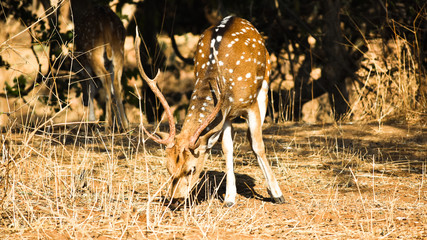 Deer at Gir nationl reserve