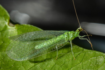 Chrysoperla carnea