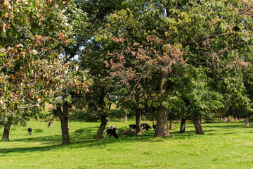 Holstein Friesian cows in pasture.