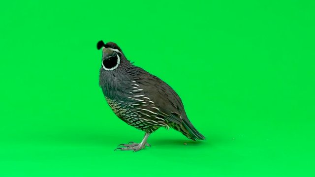 California quail on a green screen. Slow motion