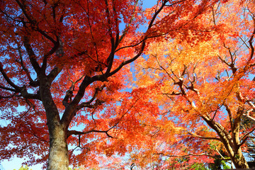 Autumn tree in the park