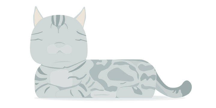 American shorthair cat is lying down on the floor. The cat is gray and long body.