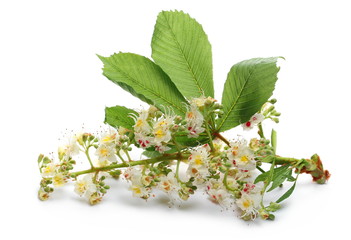 Horse-chestnut (Conker tree) flowers and leaves isolated on white background